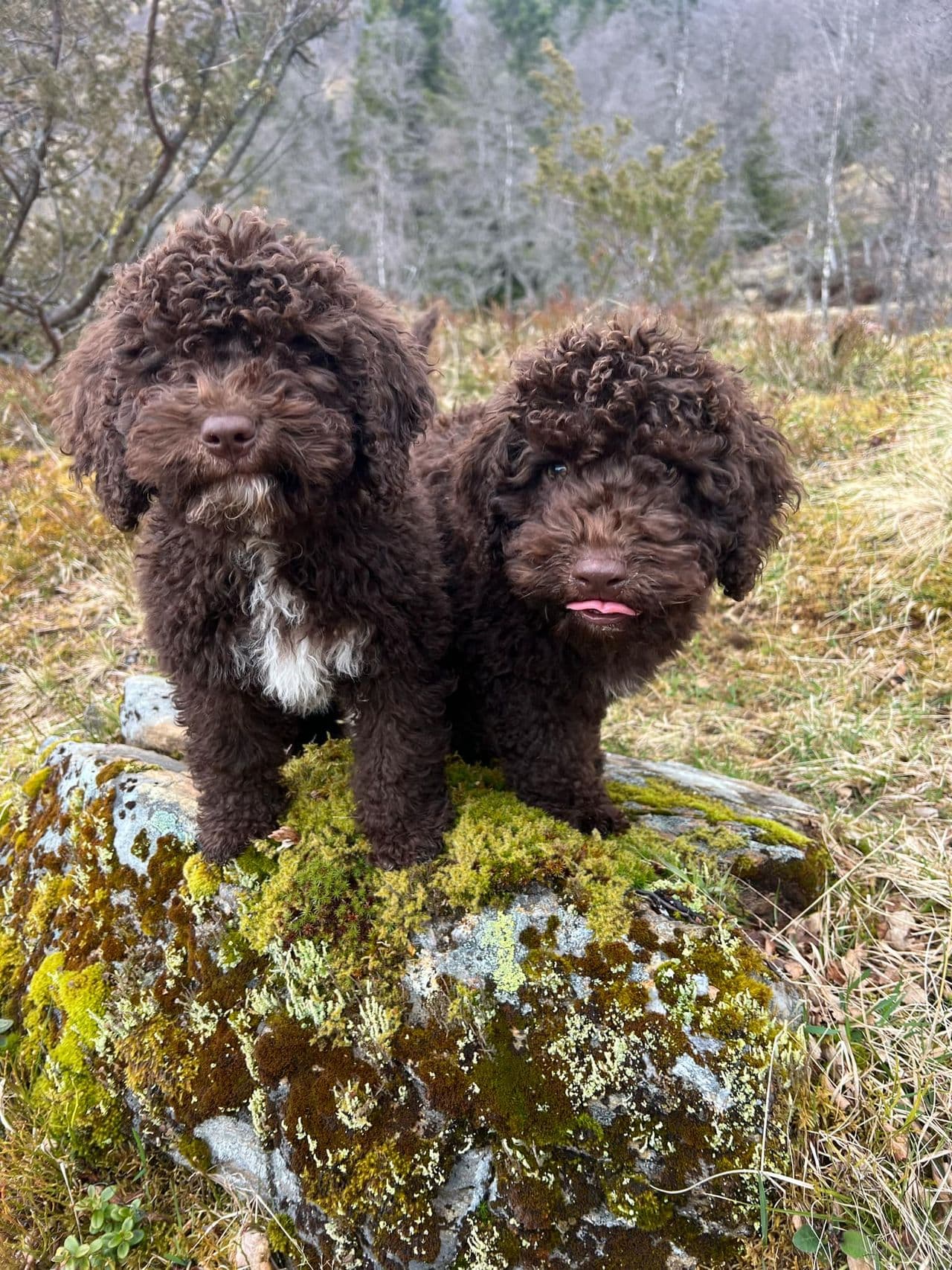Spansk vannhund valper