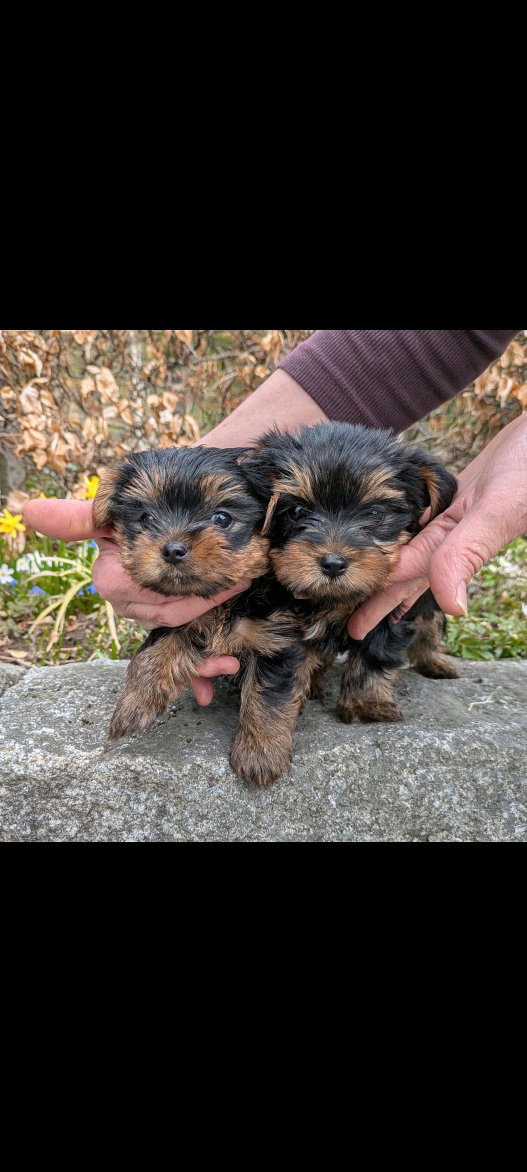 Yorkshireterrier valp