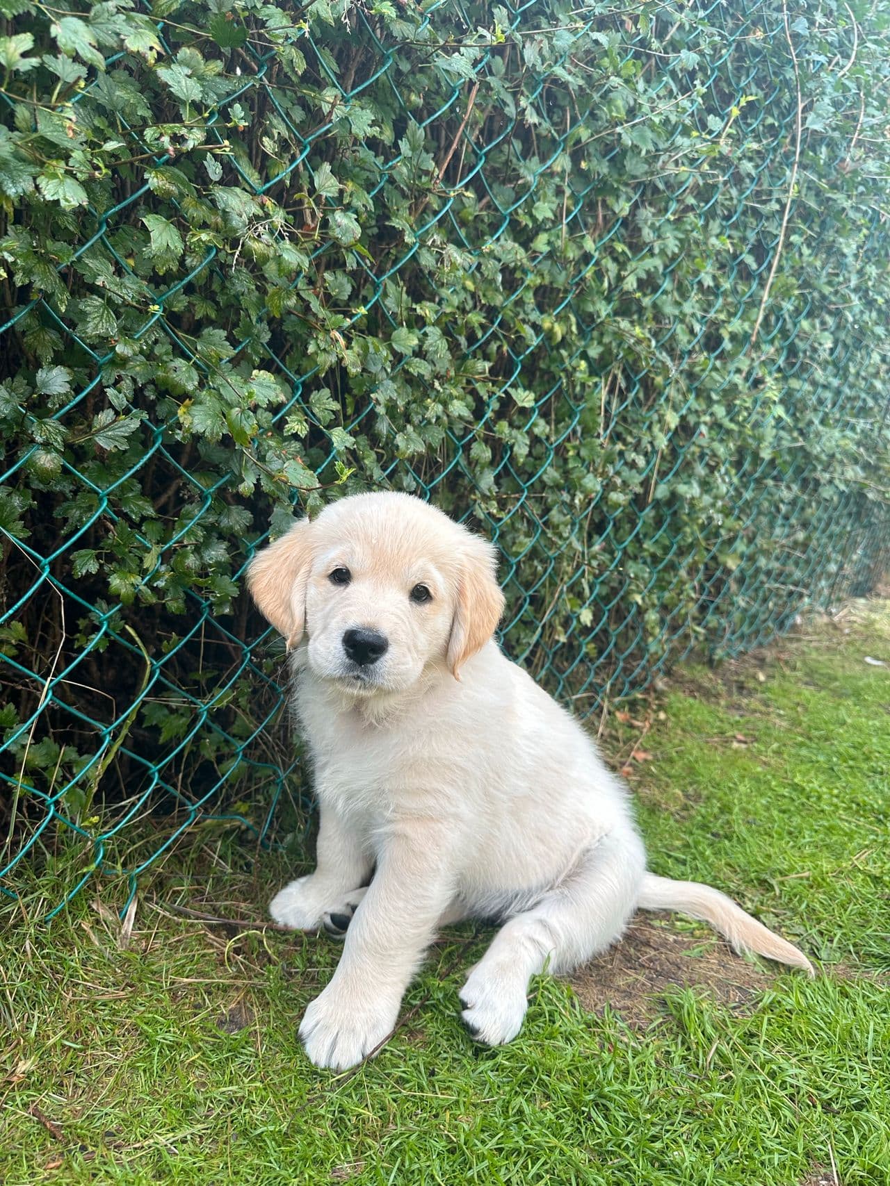 Golden retriever tispe valp