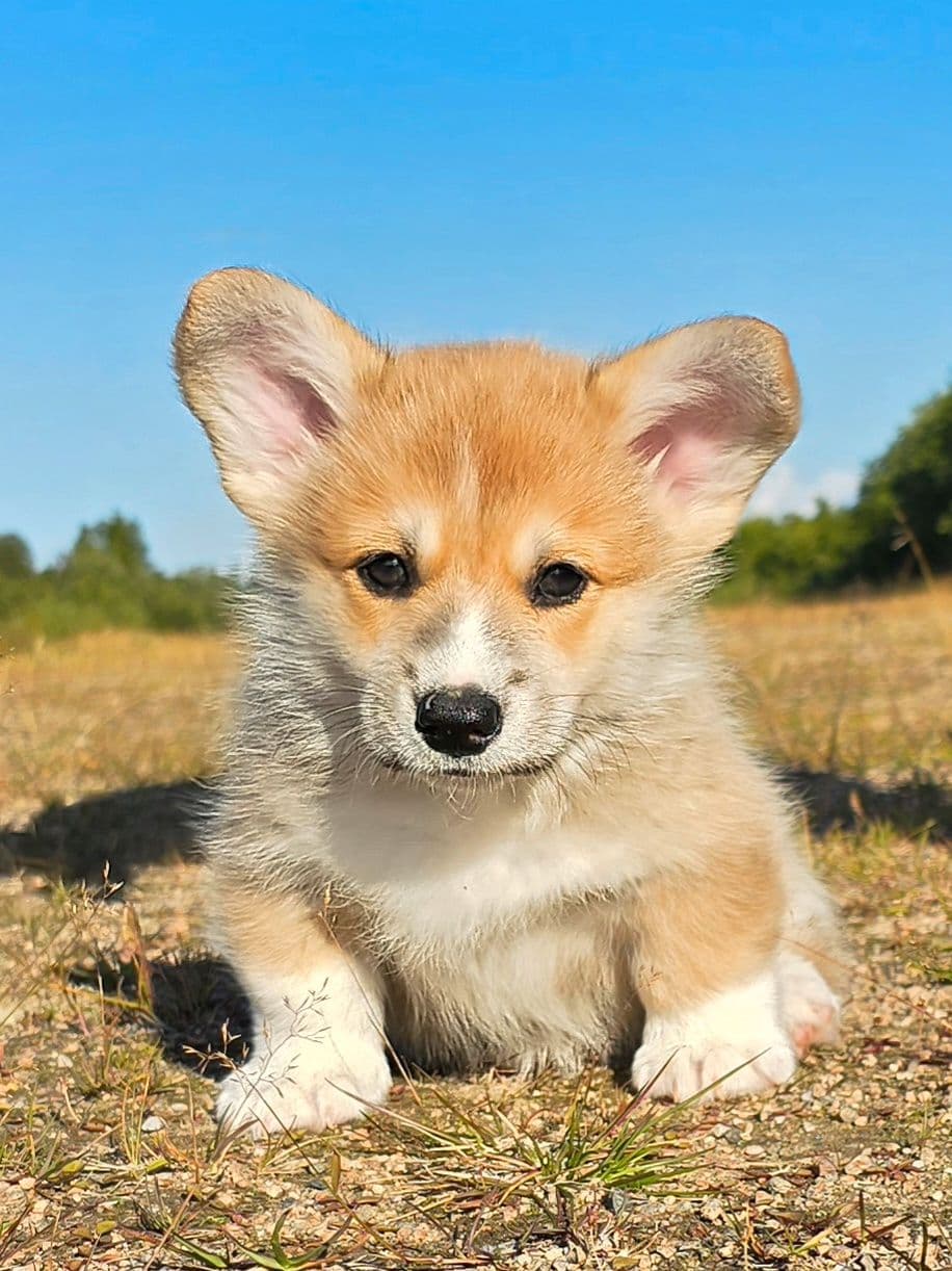 Welsh Corgi Pembroke valp