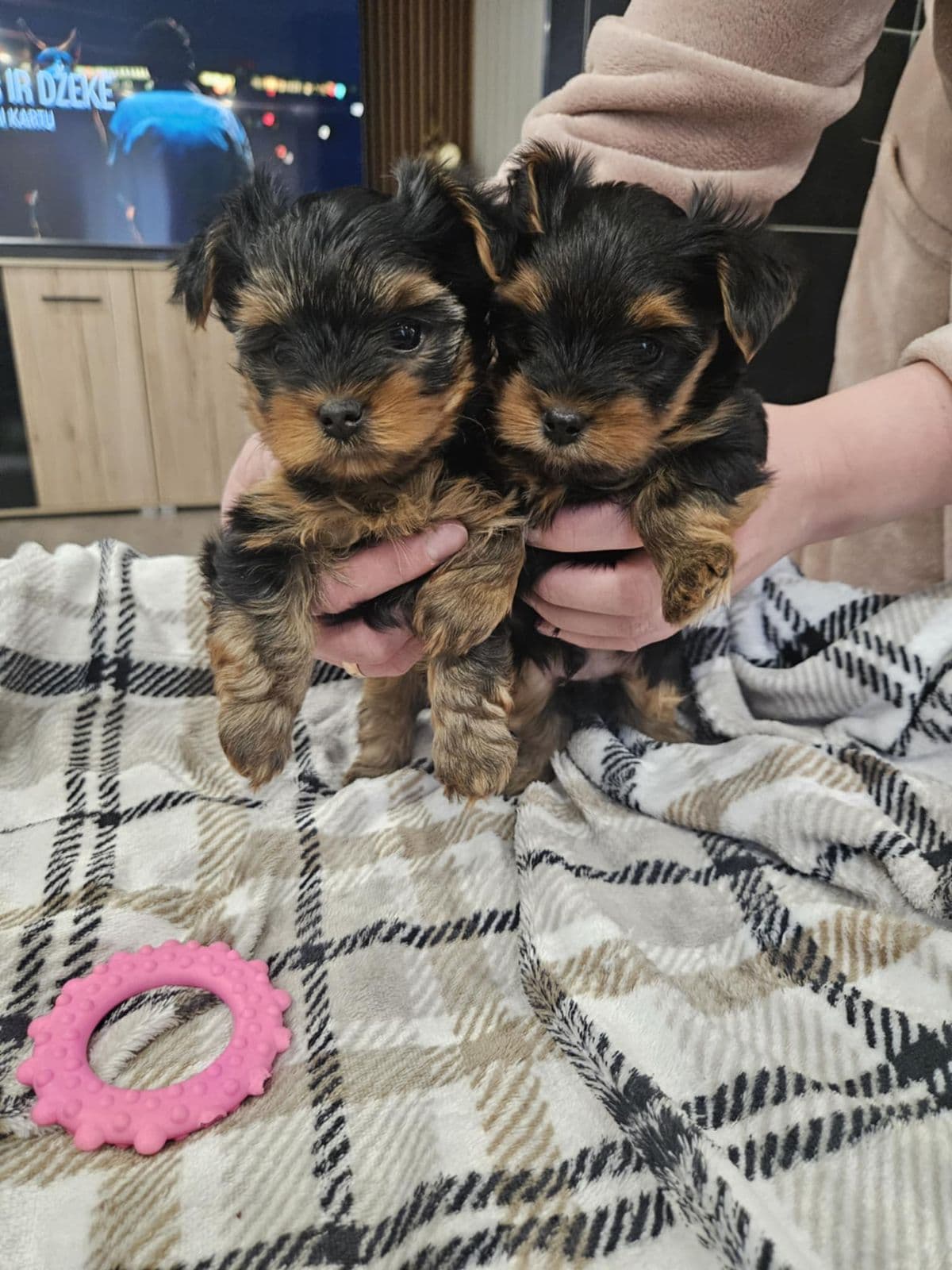Yorkshire terrier valper