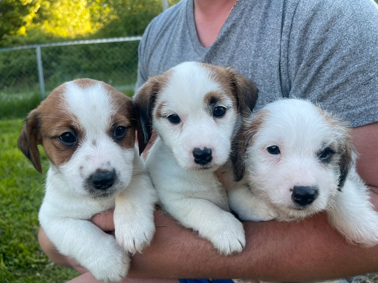 Jack Russell Terrier valper til salgs – klare for nye hjem!