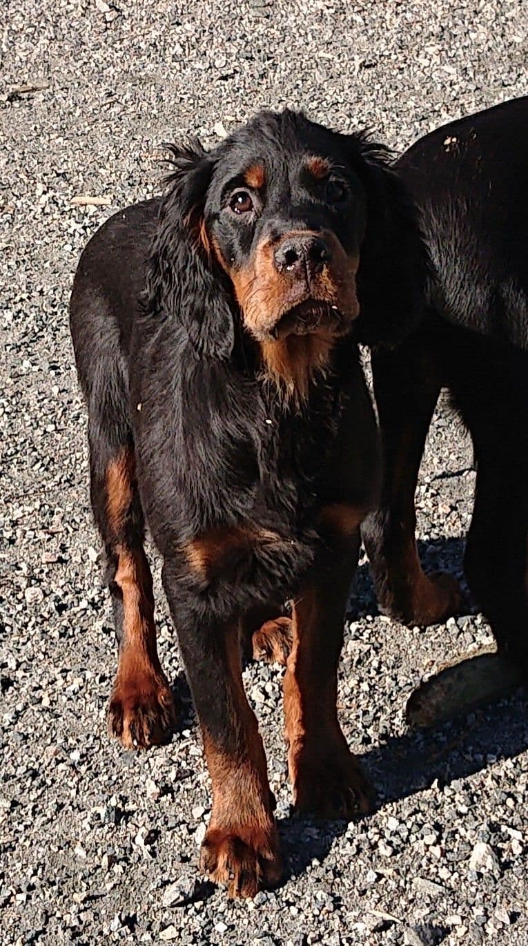 Gordon setter  tispe valp