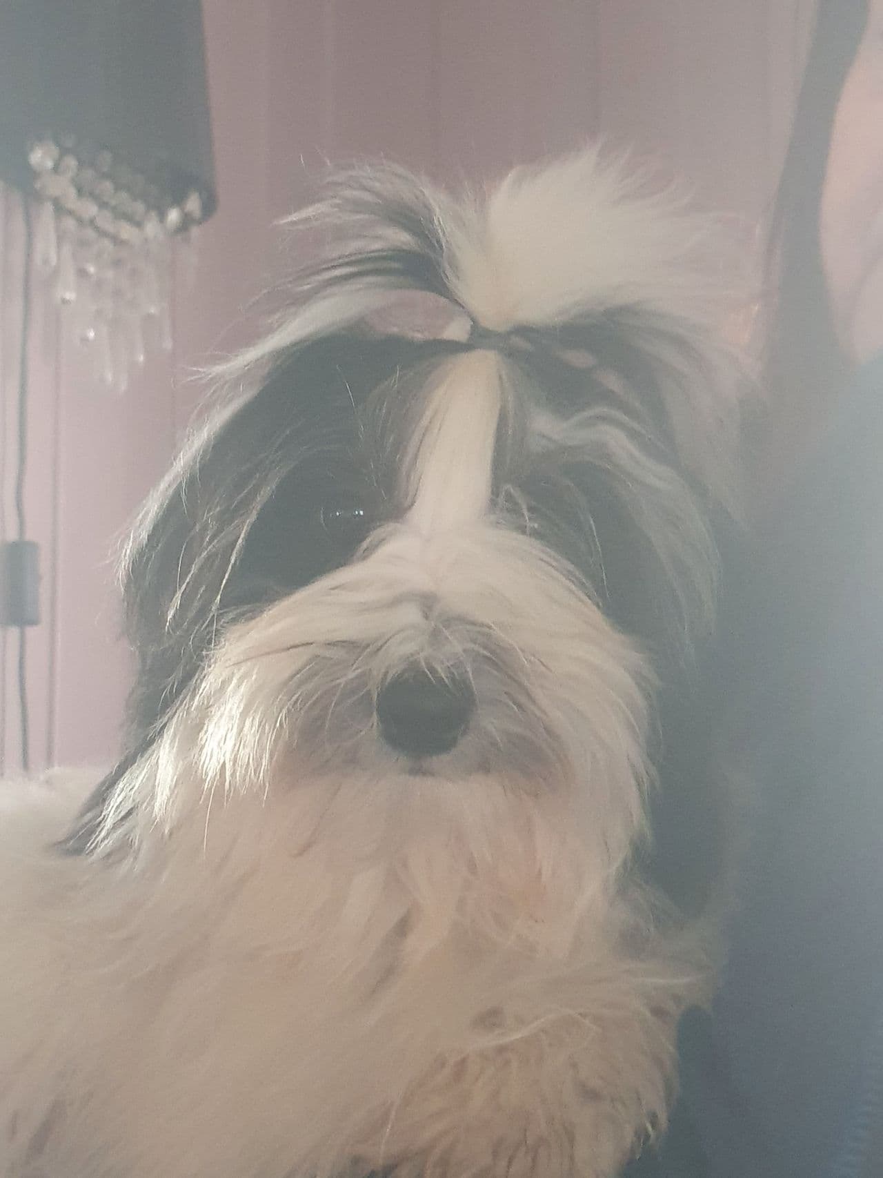 Bichon havanais gutt