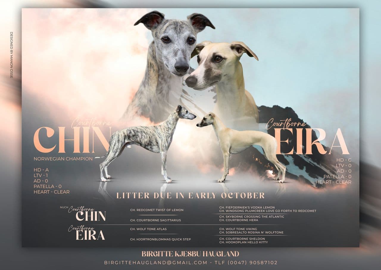 Whippet valper ventes i begynnelsen av Oktober
