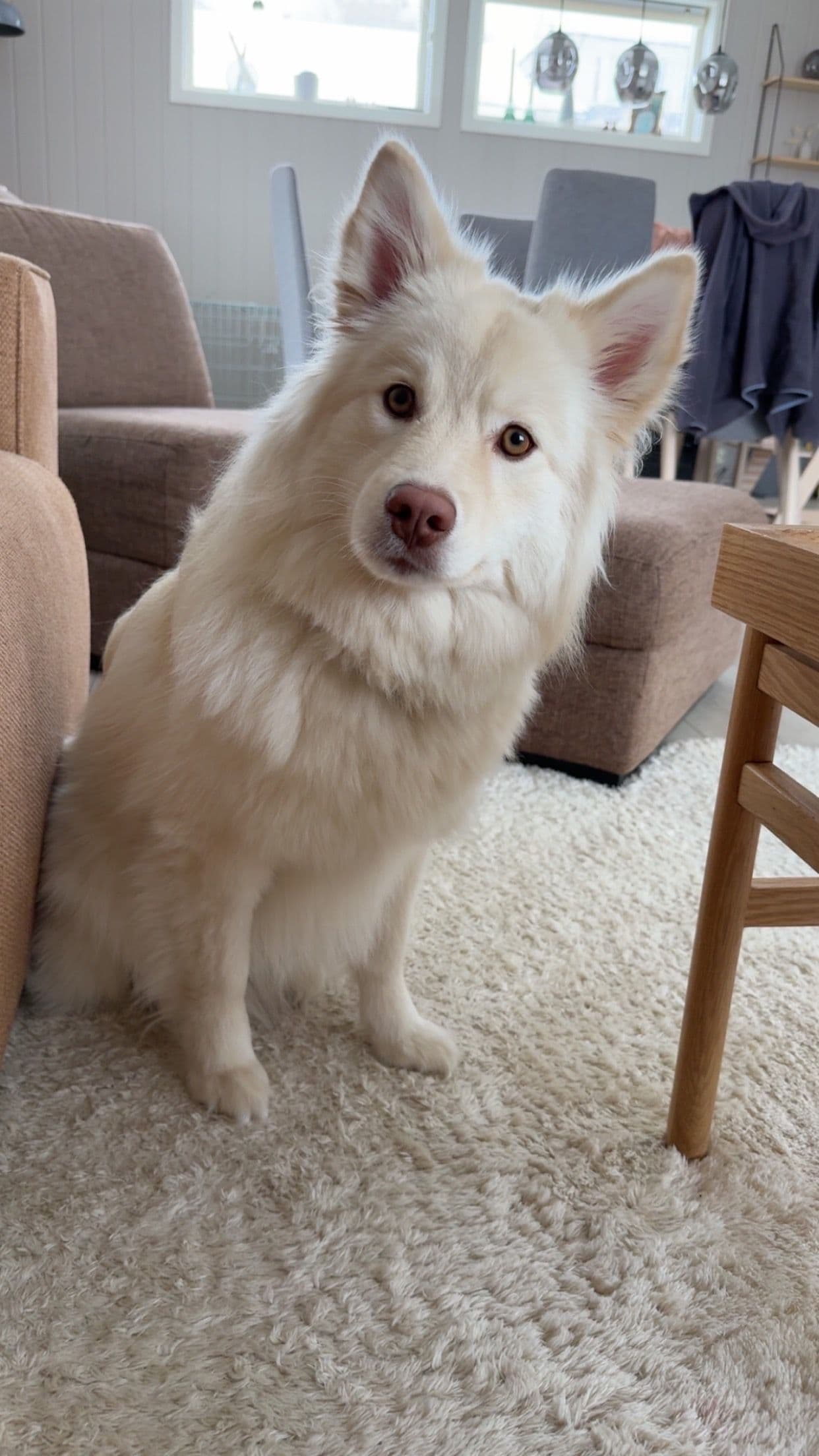 Finsk lapphund 1år selges/omplasseres