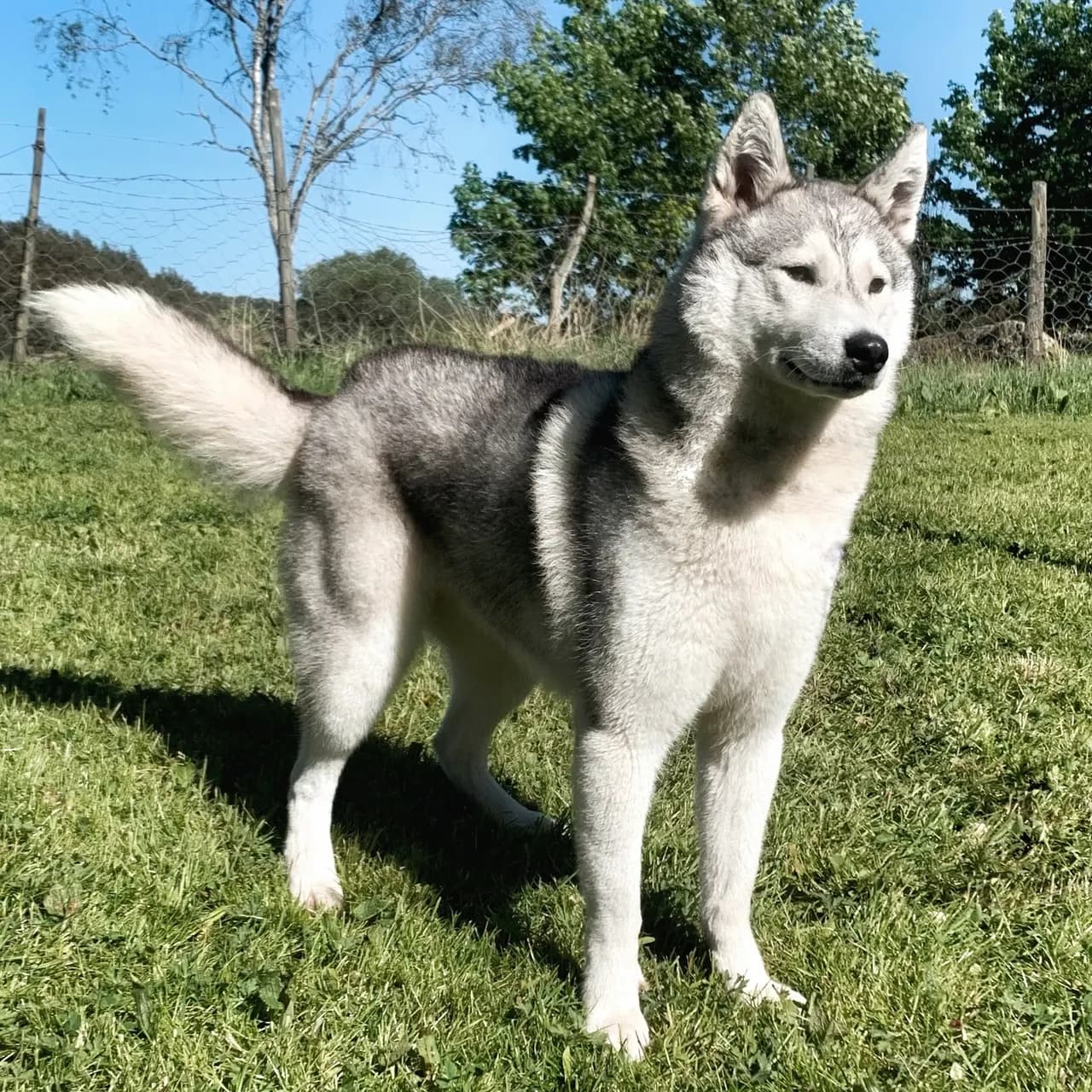 Nkk registrert Siberian Husky kull planlegges