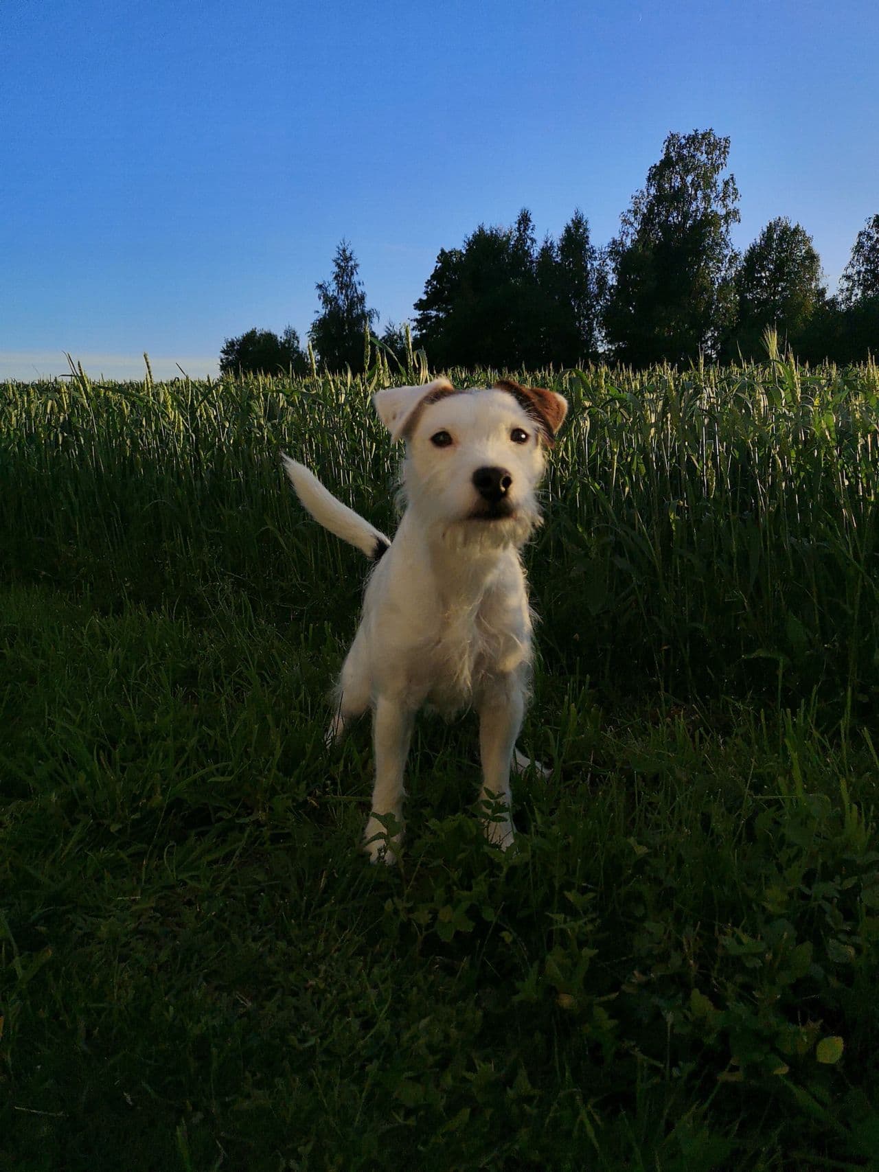 Energisk og glad parson russell hannhund