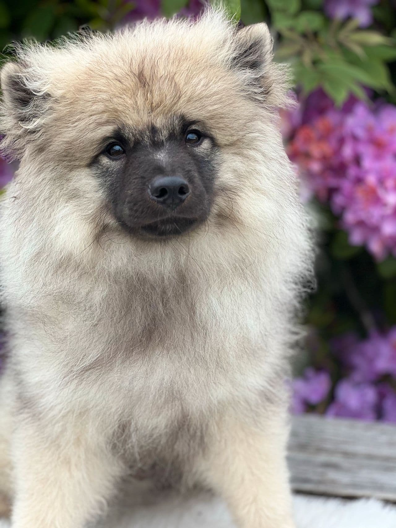 Keeshound valp leveringsklar .