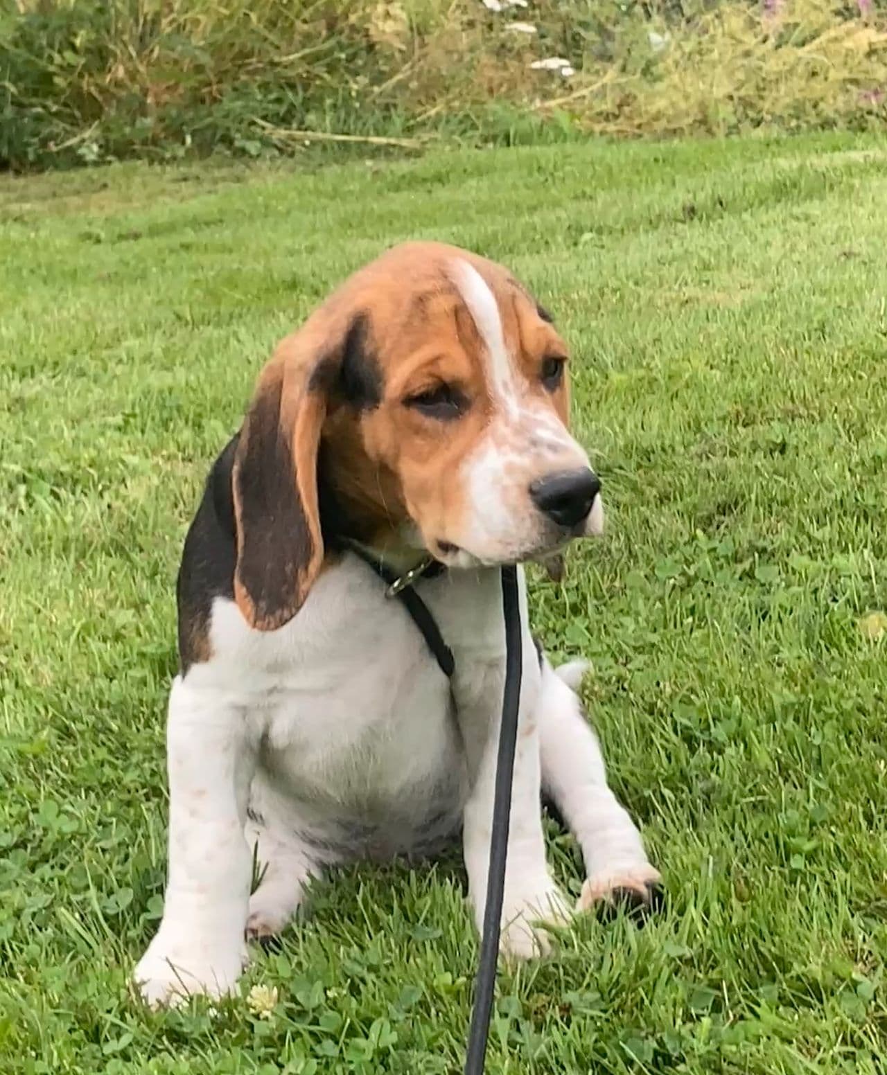 Beagle valp!