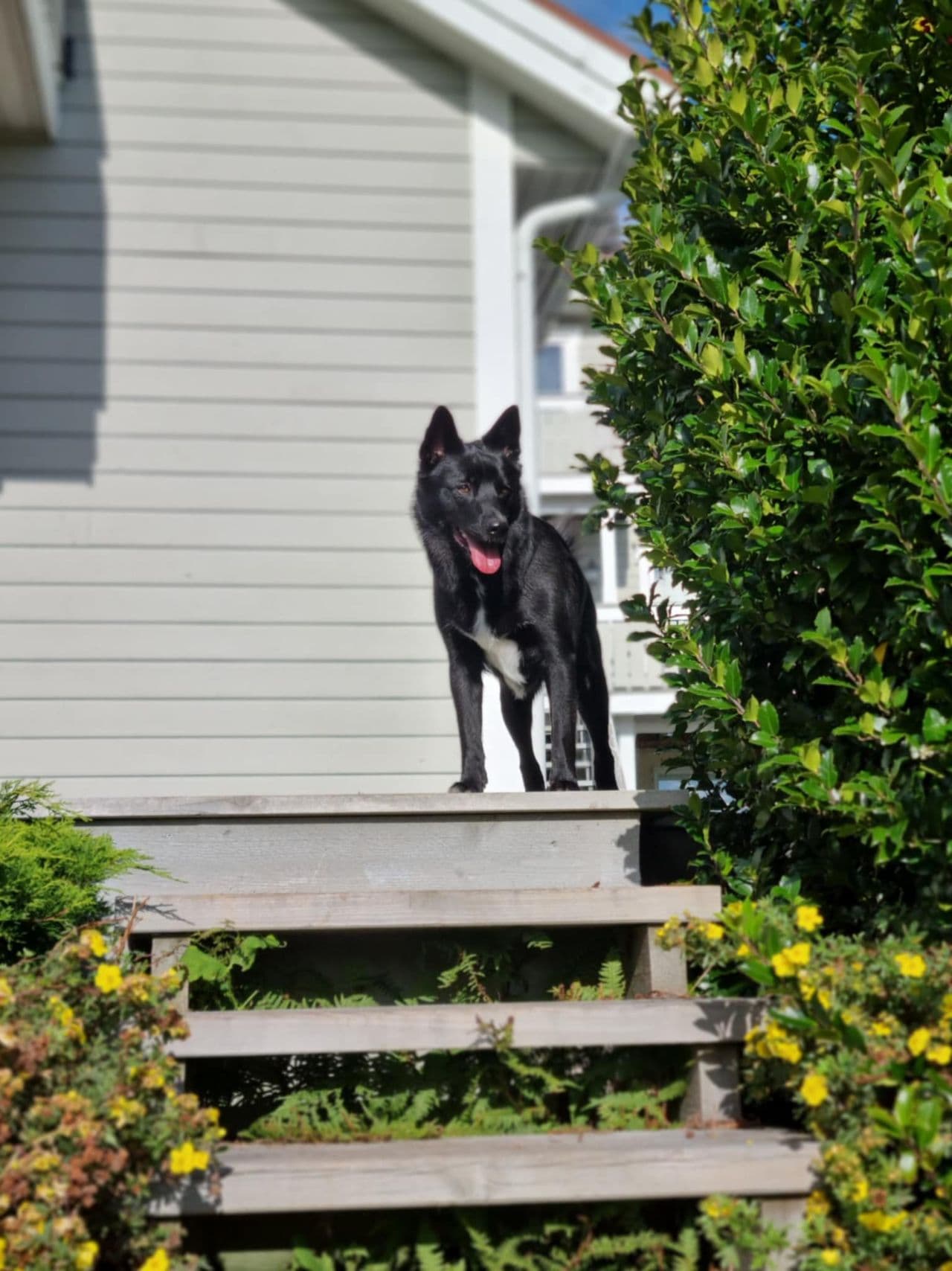 Norsk Buhund tispe