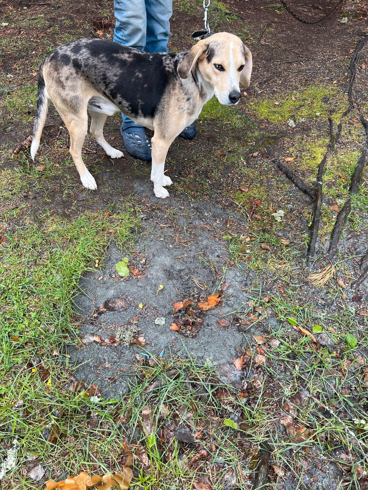 Dunker Harehund