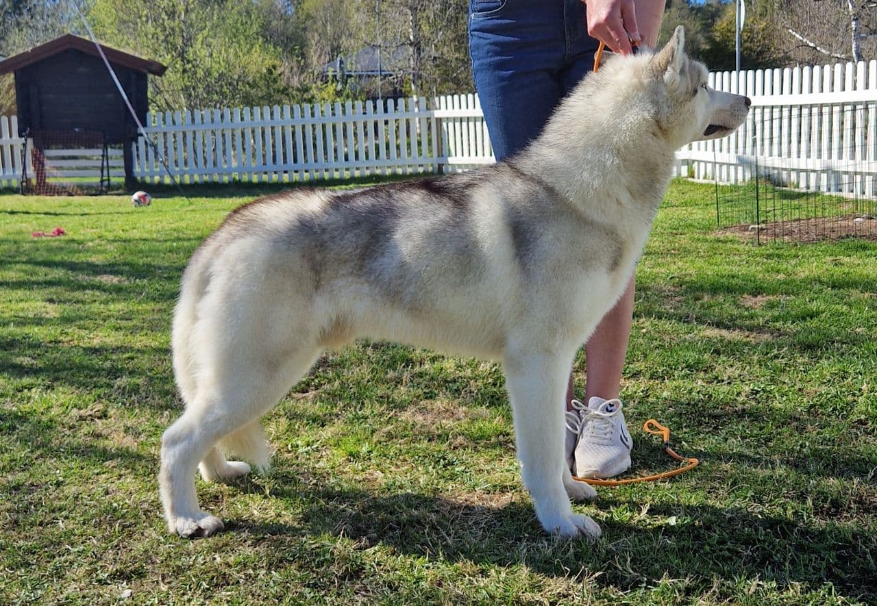 NKK reg Siberian Husky