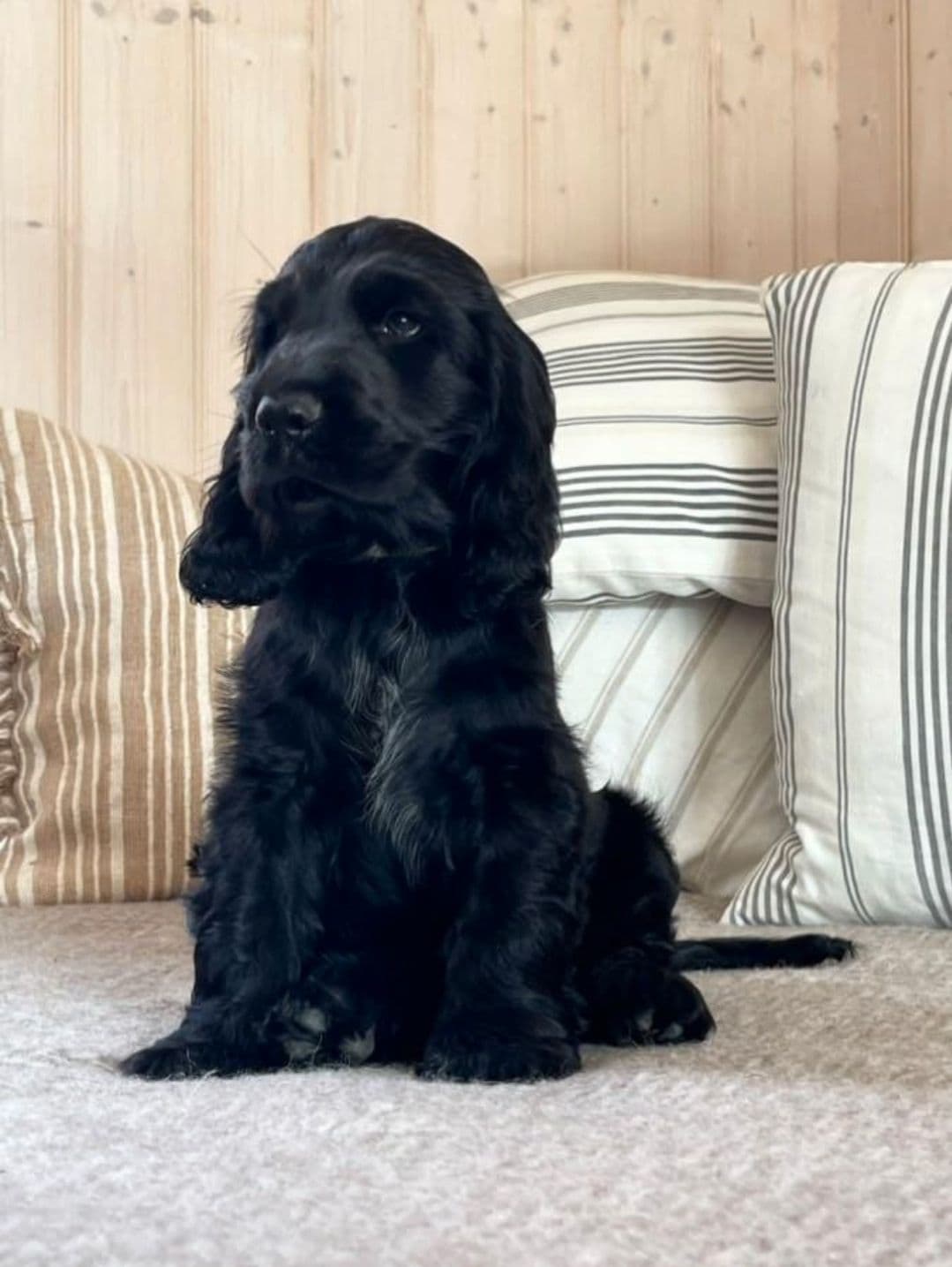 Sort Engelsk cocker spaniel hannhundvalper