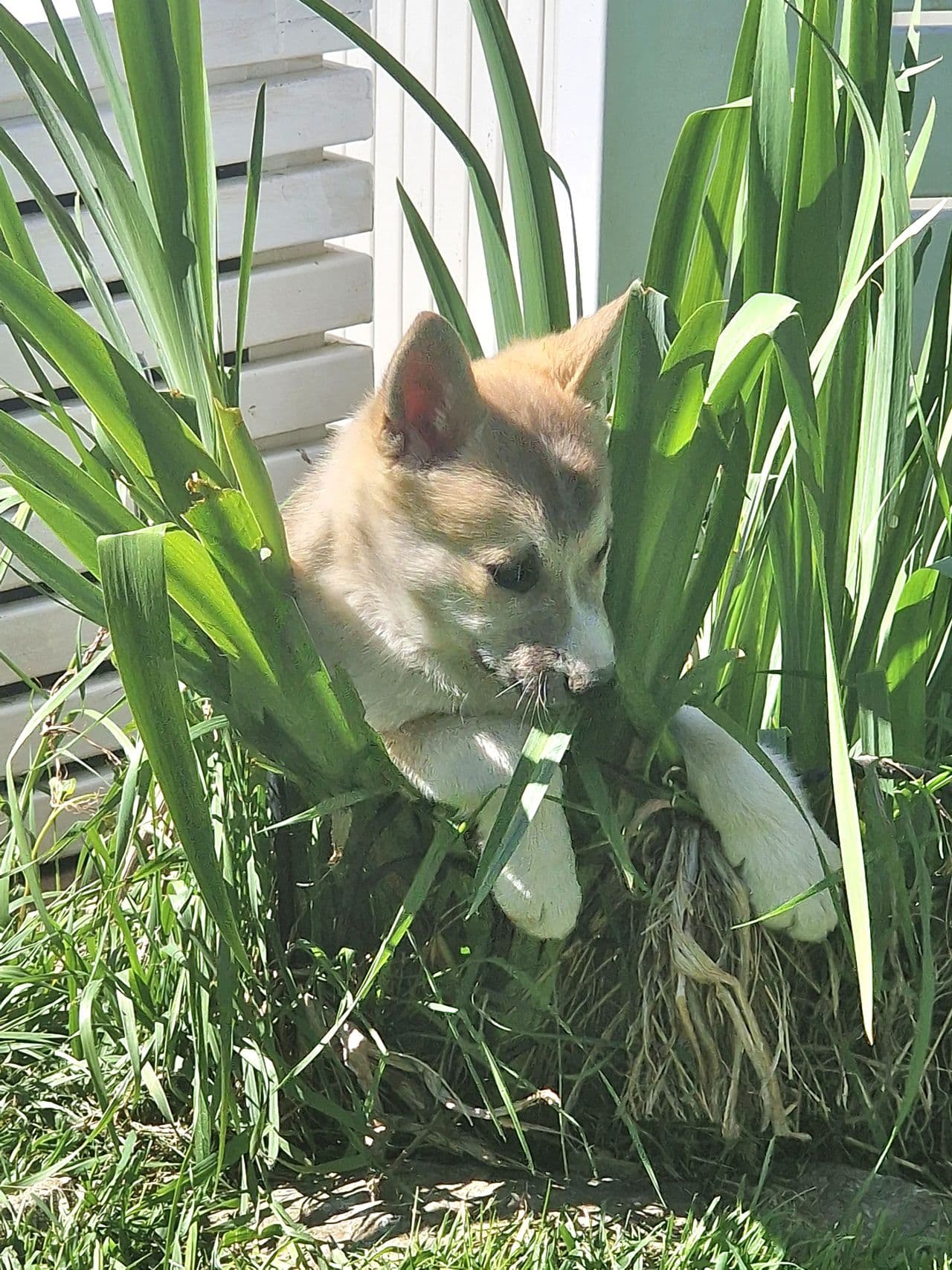 Norsk Buhund valp