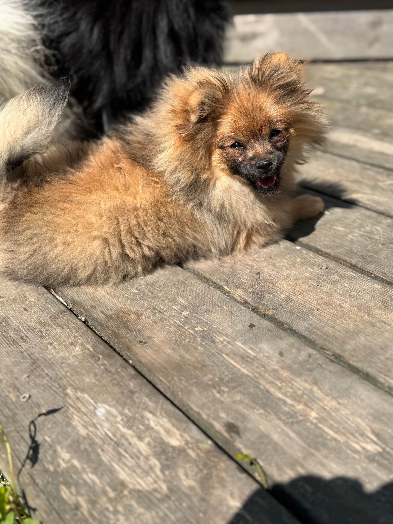 Pomeranian tispe