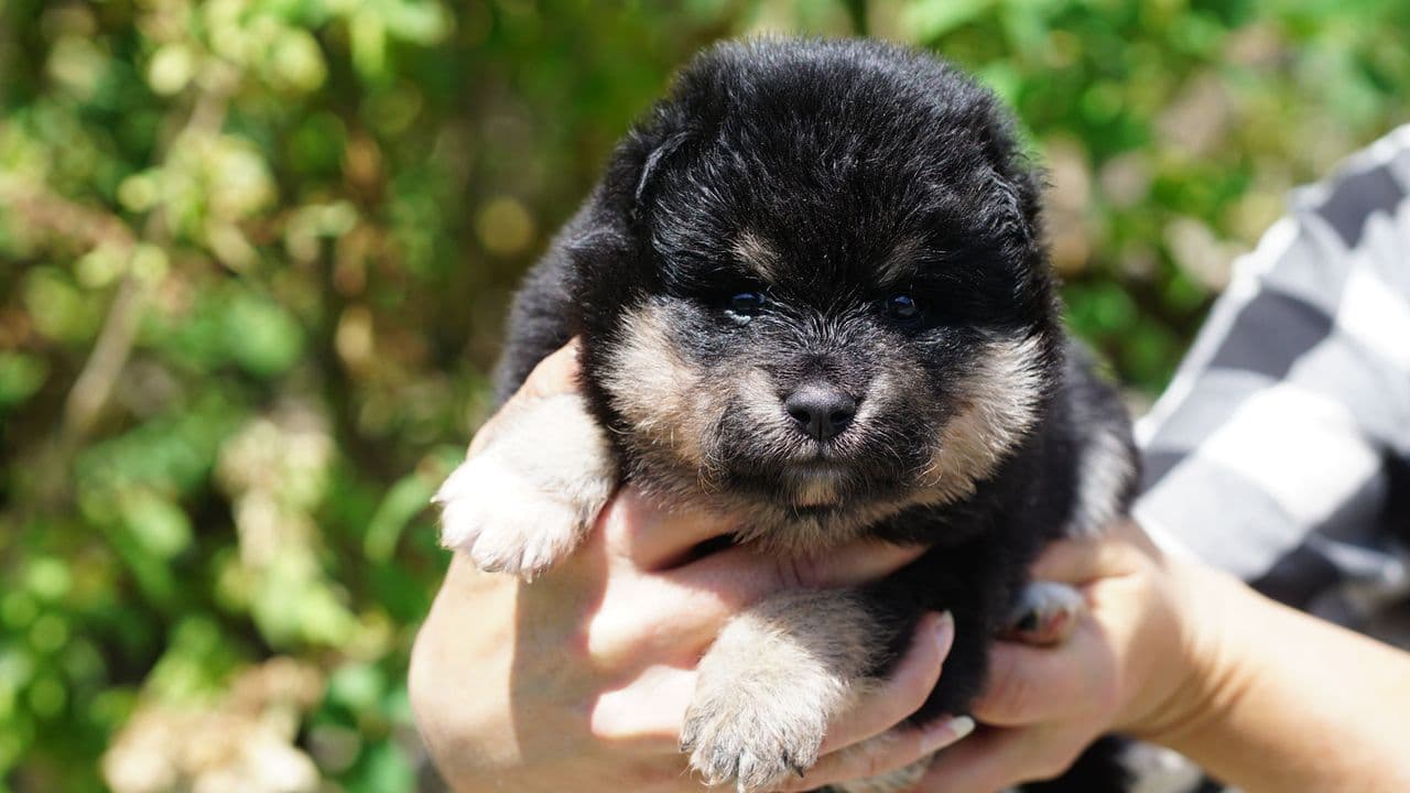 Finsk lapphund hannvalper