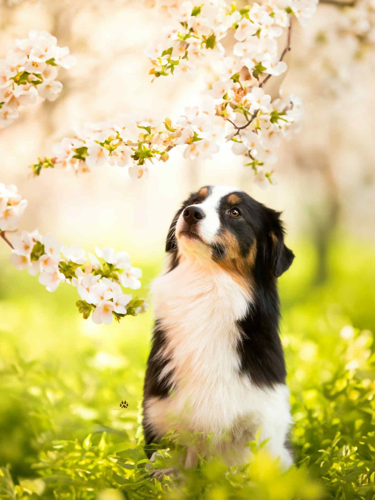 Australian Shepherds av toppkvalitet settes ut på for!