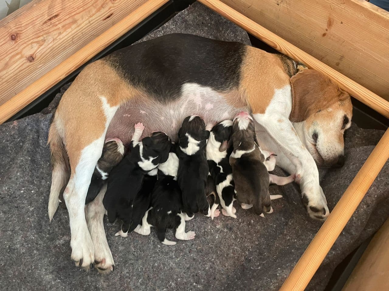 Beaglevalper av topp avstamning selges til gode hjem