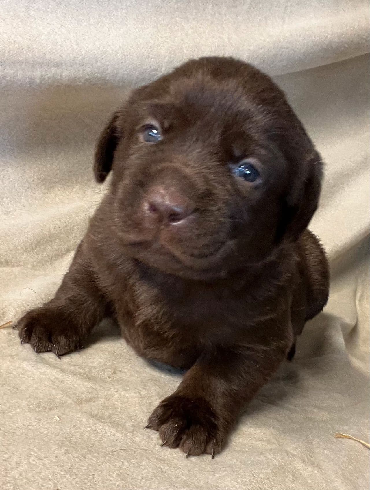 Brune Labrador valper for salg