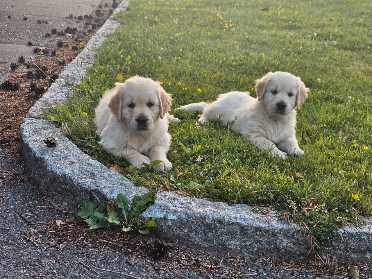 Golden retriver hannvalper