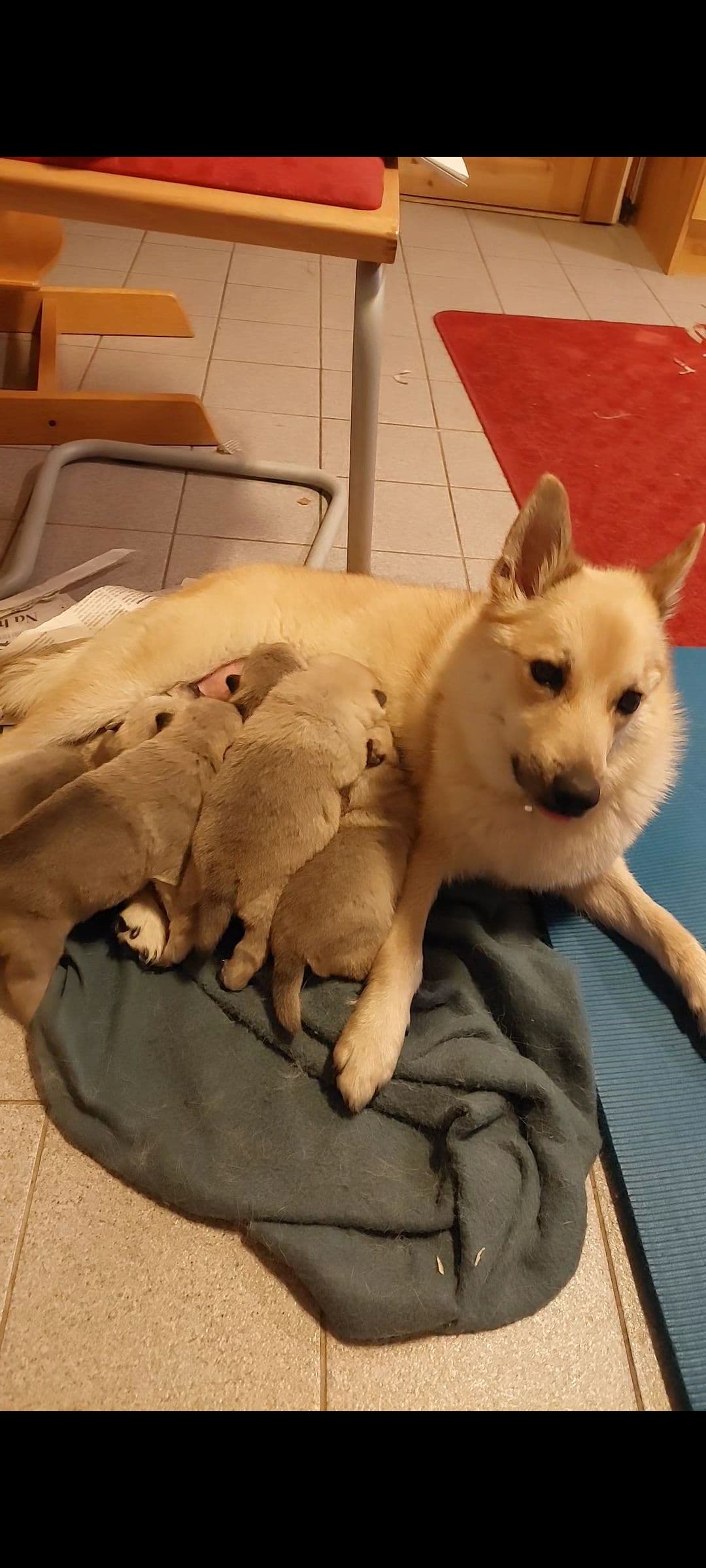Norsk Buhund  valper av fargen blakk