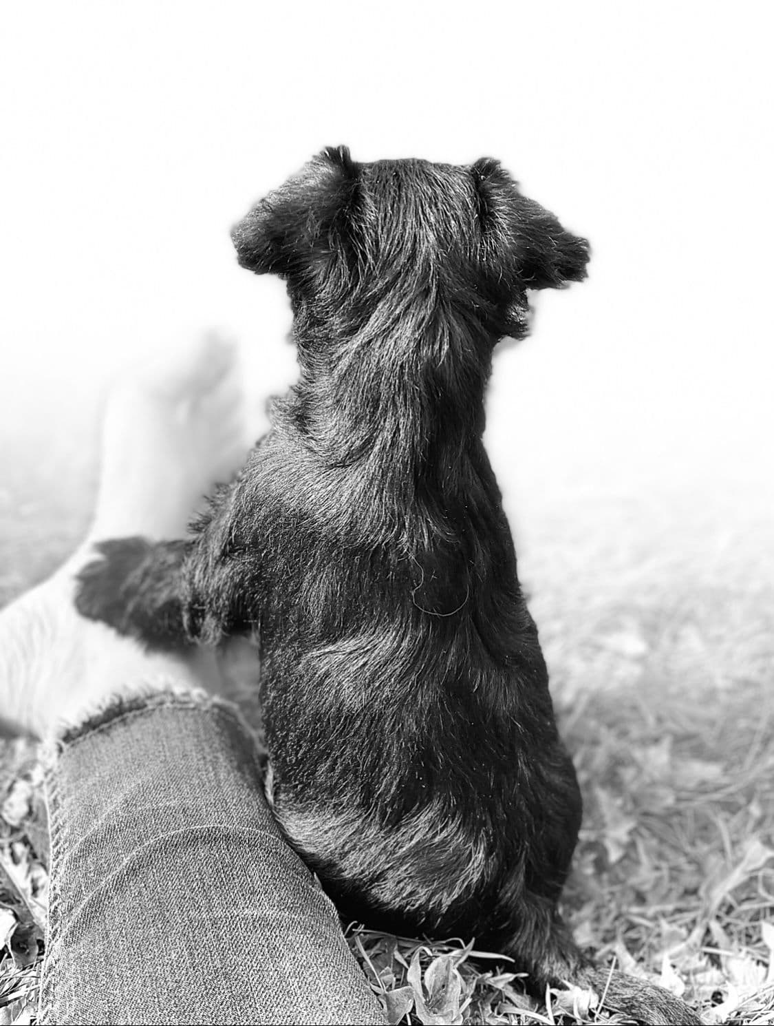 DVERGSCHNAUZER SORT (to gutter ledig)