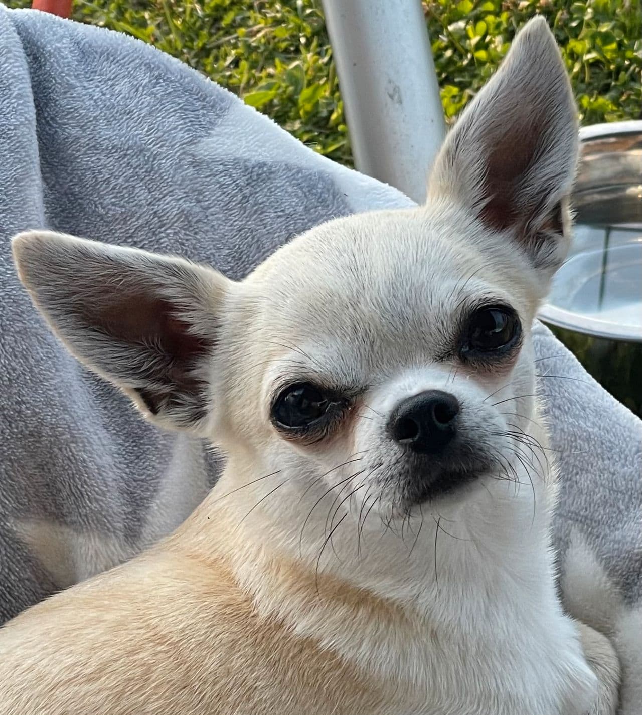 Voksen chihuahua kh tispe