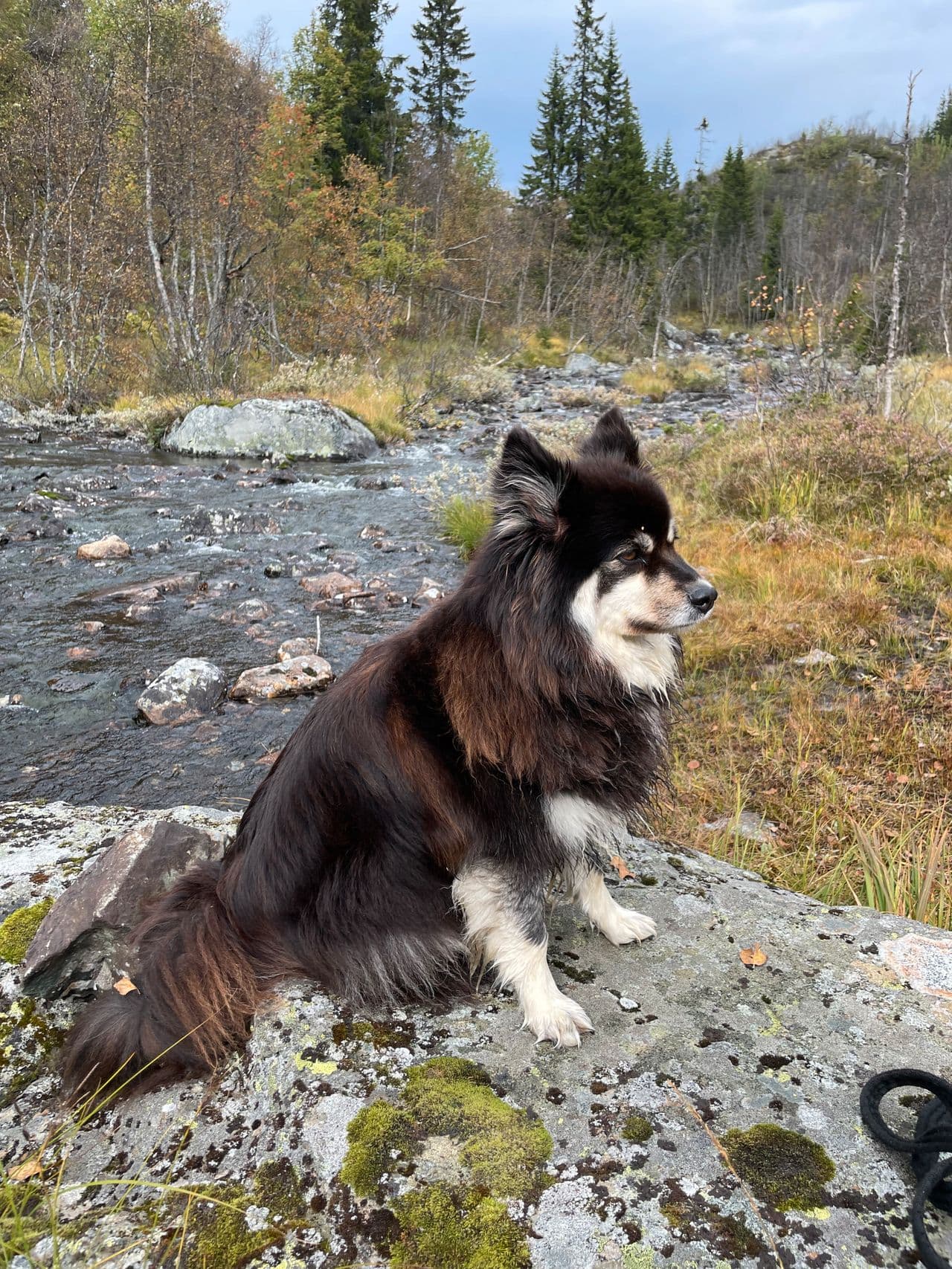 Valper av Finsk Lapphund