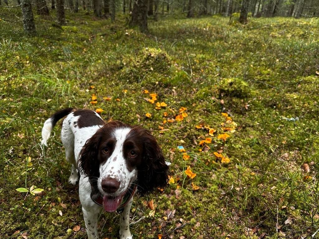 Engelsk Springer Spaniel