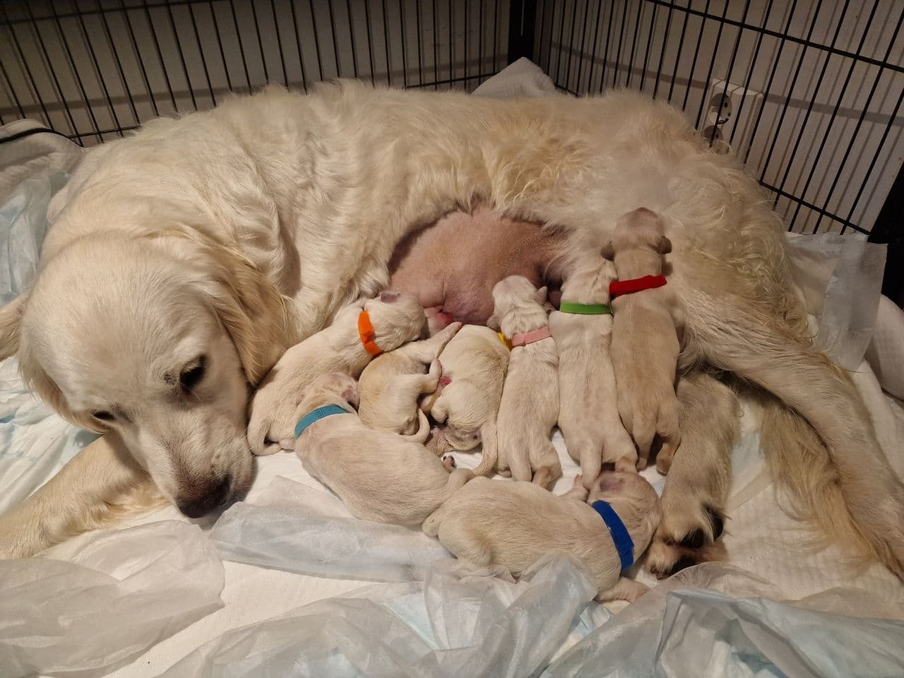Golden retriever-valper til salgs – 3 tisper og 5 hanner 🐶✨