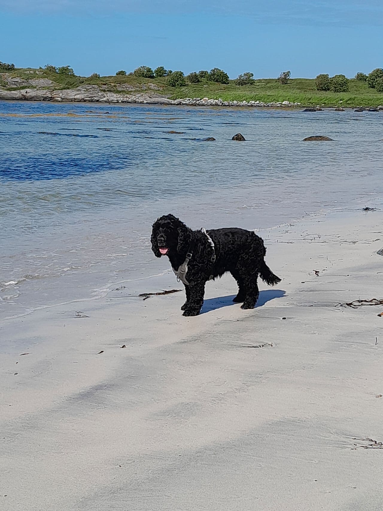 Engelsk cockerspanieltispe