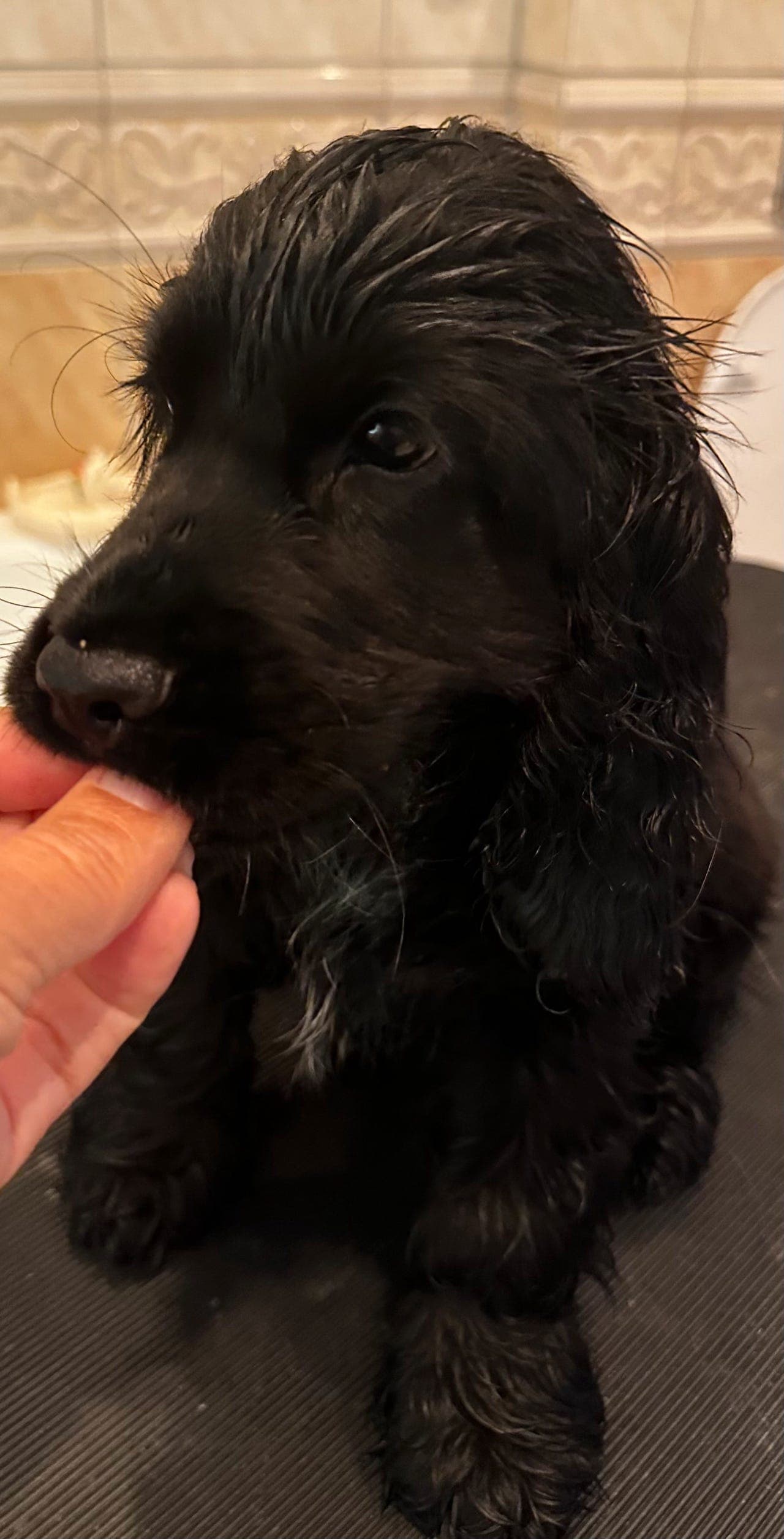 Engelsk Cocker spaniel
