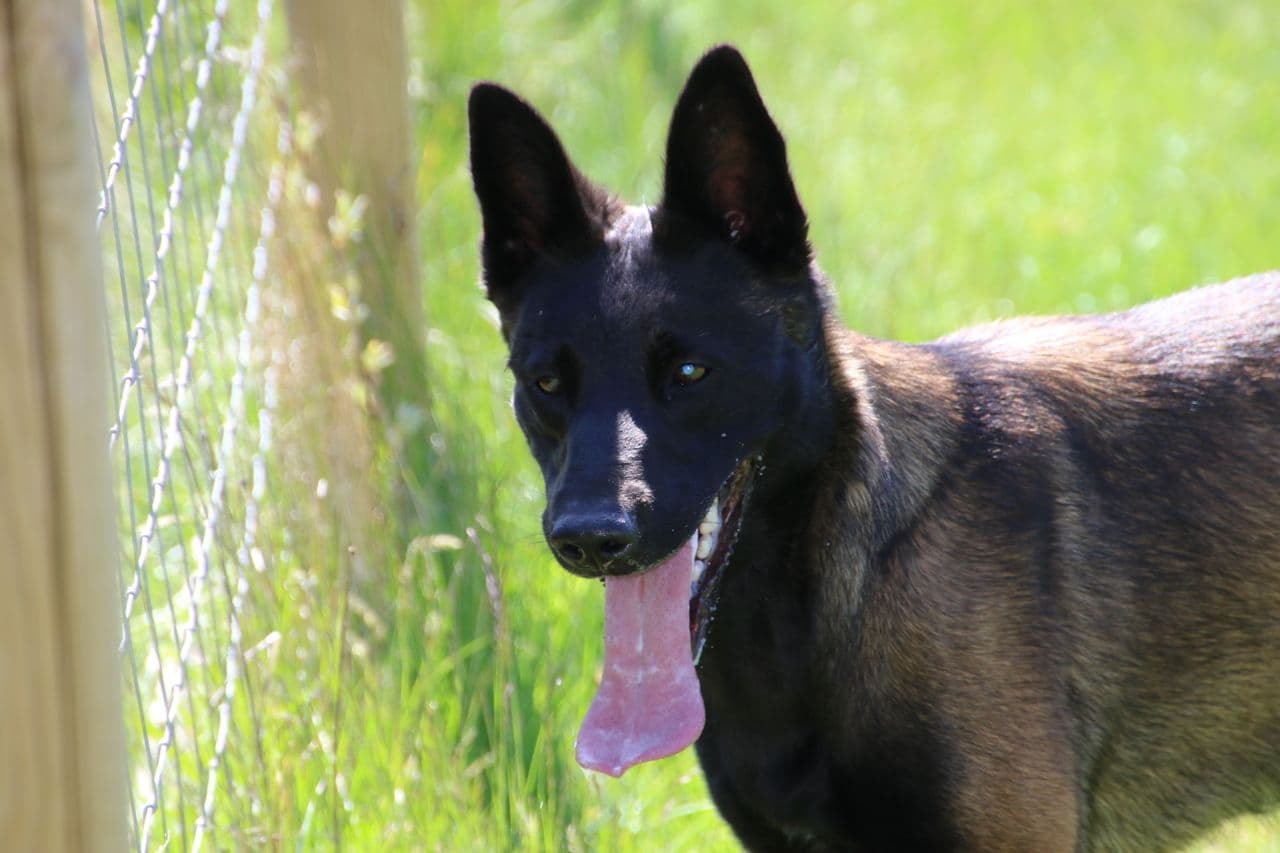 Malinois Tispe 20mnd.,  ønsker seg en aktiv hundefører