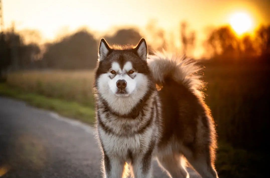 Alaskan malamute valper