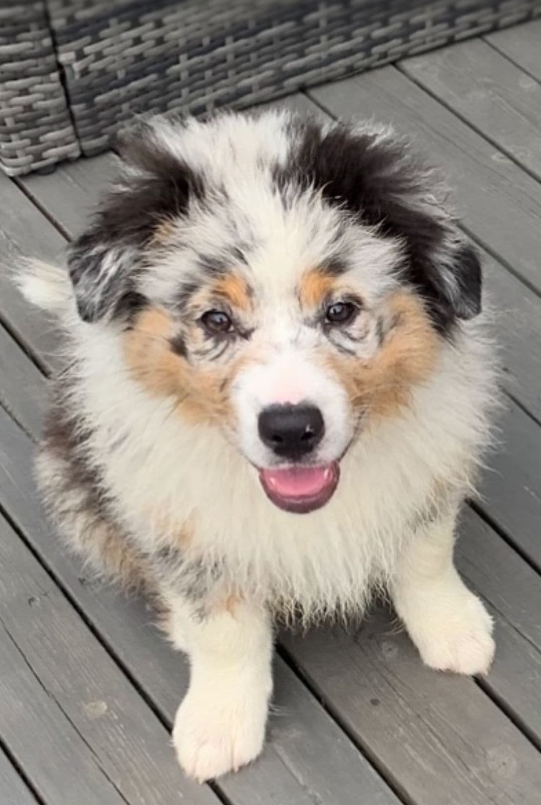 Australian Shepherd valp