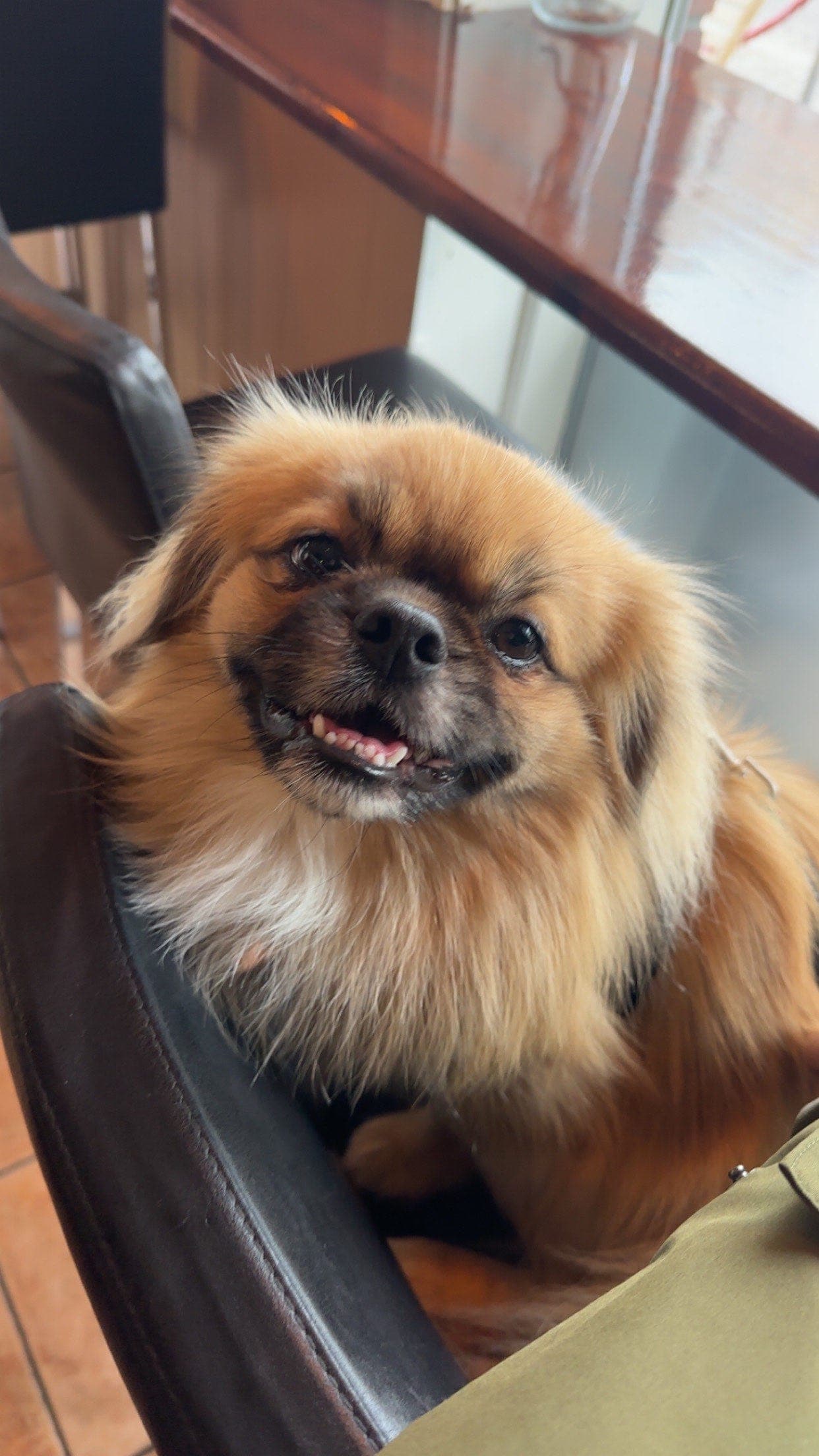 Tibetansk spaniel søker rolig hjem uten barn.