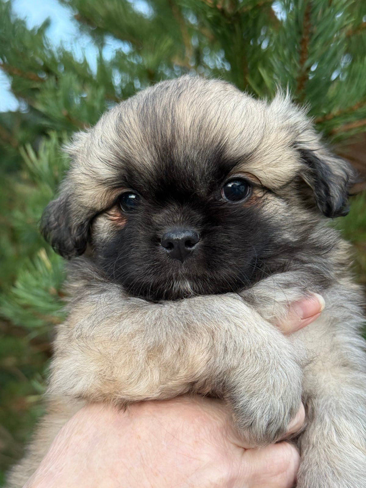 Tibetansk Spaniel valp NKK registrert