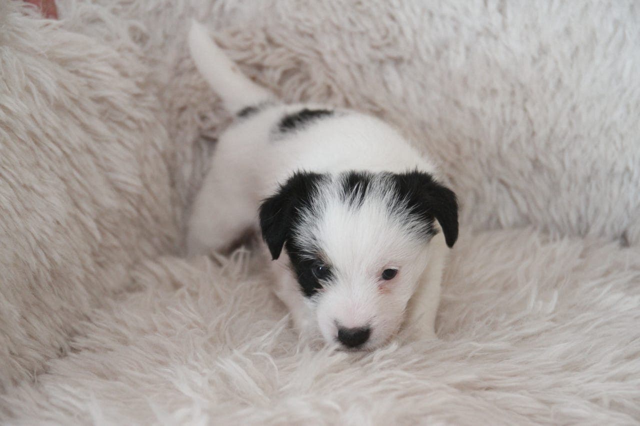 Nydelige NKK registrerte Jack Russell valper til salgs