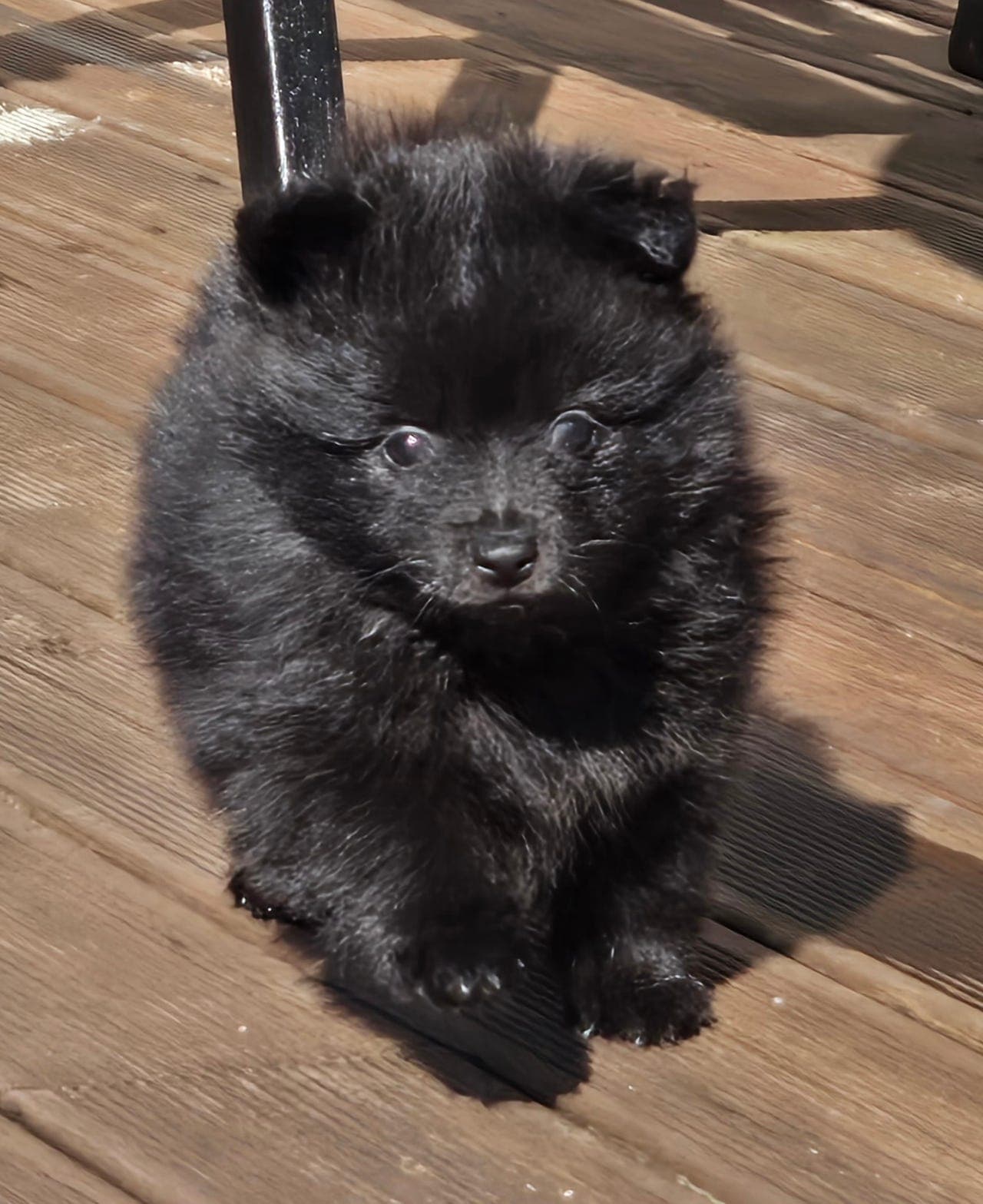 Kennel Vegamo har fått Mittelspitz valper