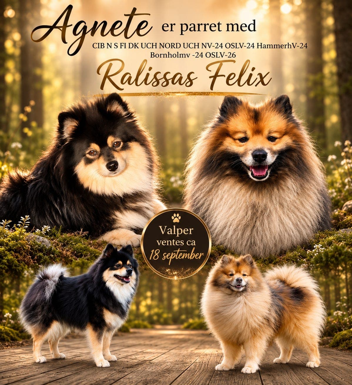 Mittelspitz valper ventes
