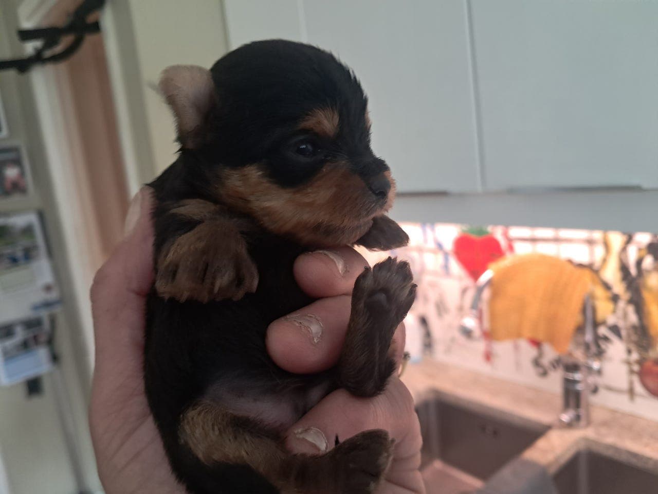 Yorkshire terrier valper selges, 2 hannvalp og 1 tispe e reservert !