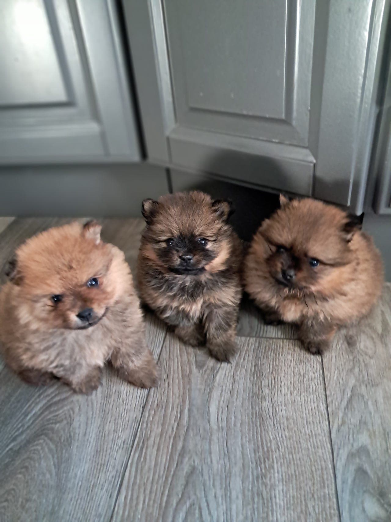 NYDELIGE KLEINSPITZ VALPER🐶❤️