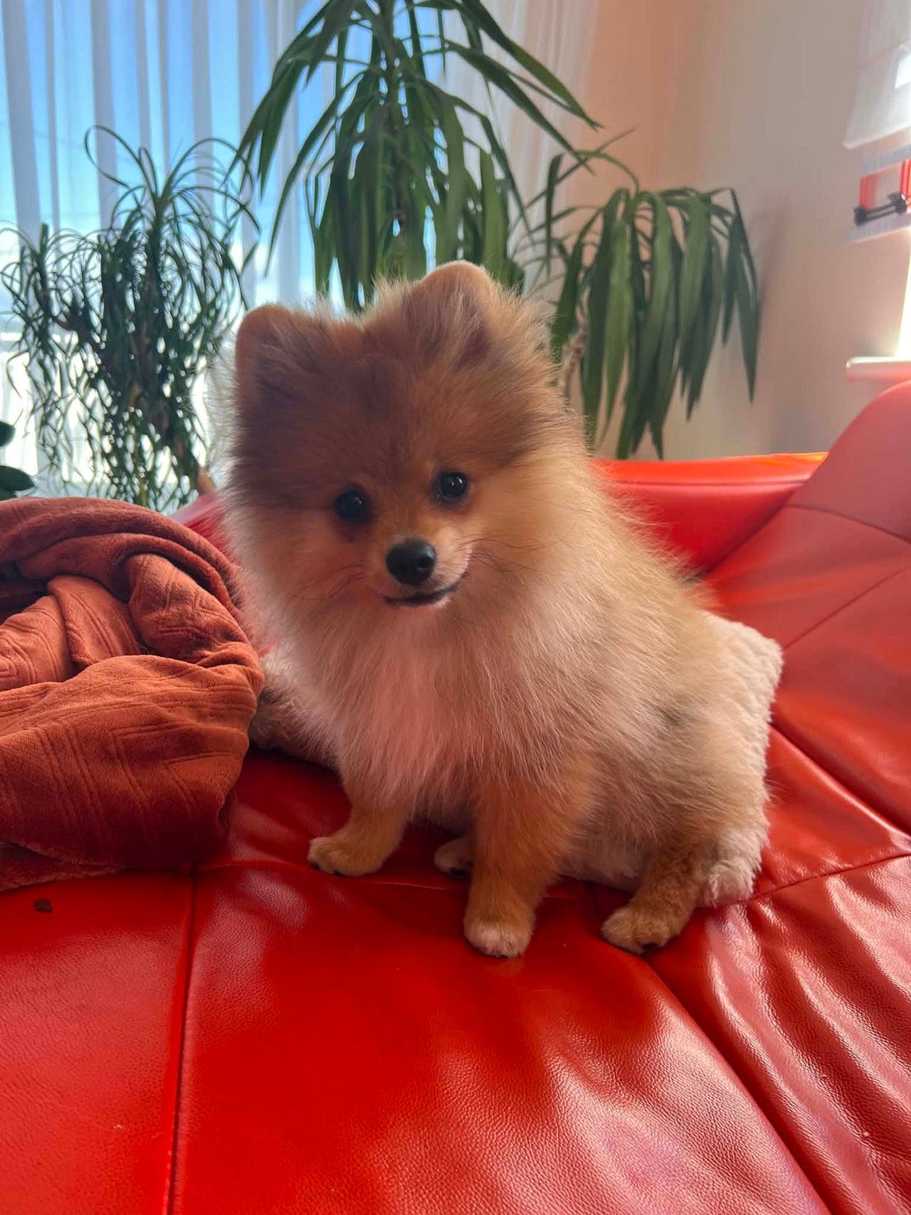 Nydelige Pomeranian-valper klare for nye hjem