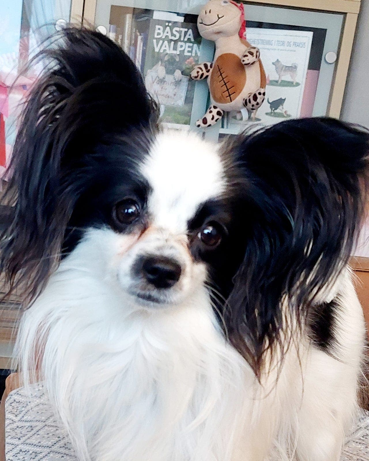 Papillon unghund 15 mnd.