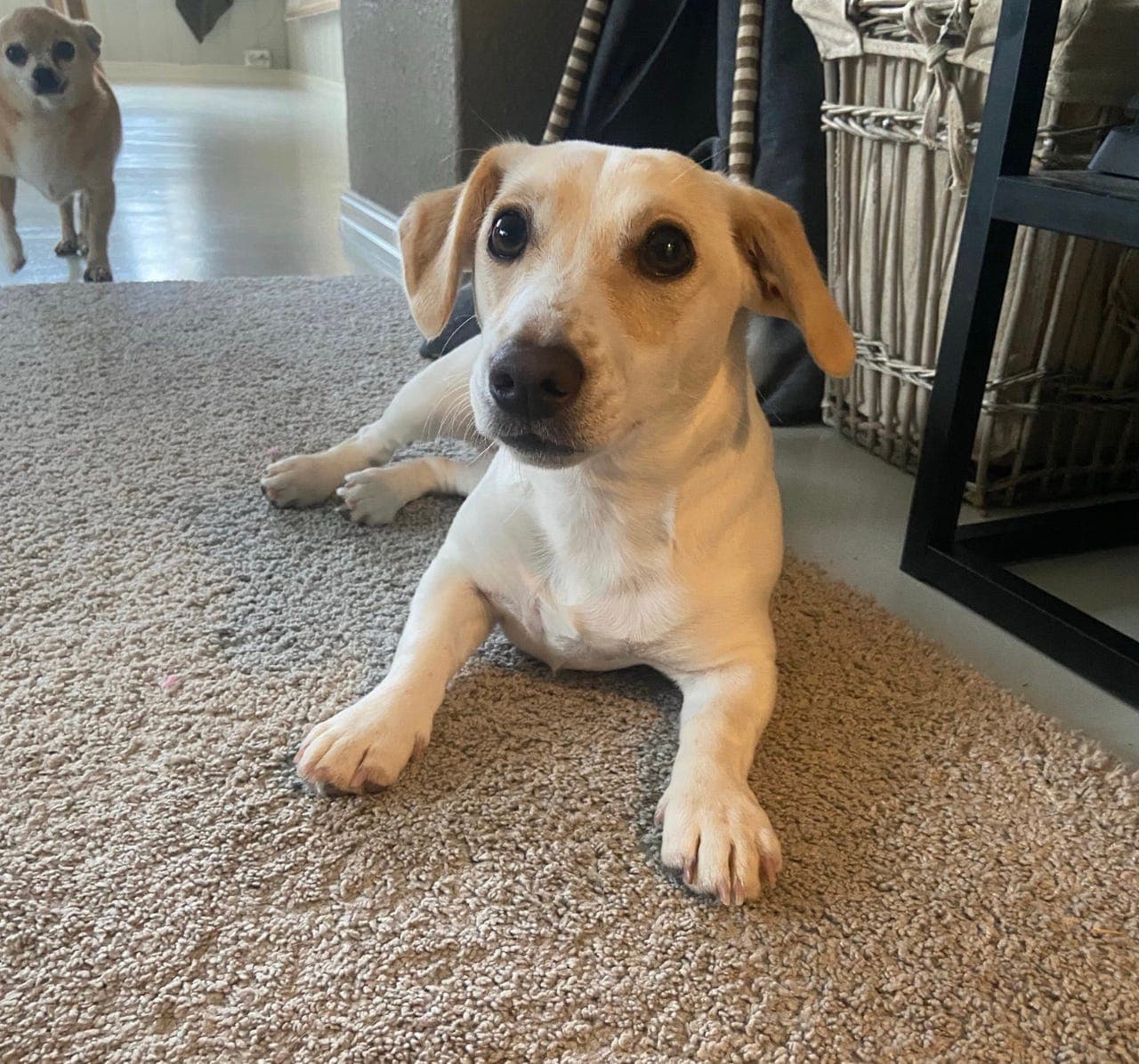 Nydelig Jack russell tispe 🐶🐶