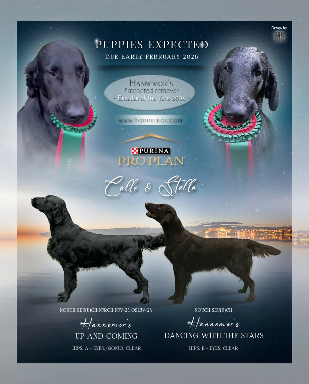 Herlige Flat Coated (Flatcoated) Retriever valper ventes