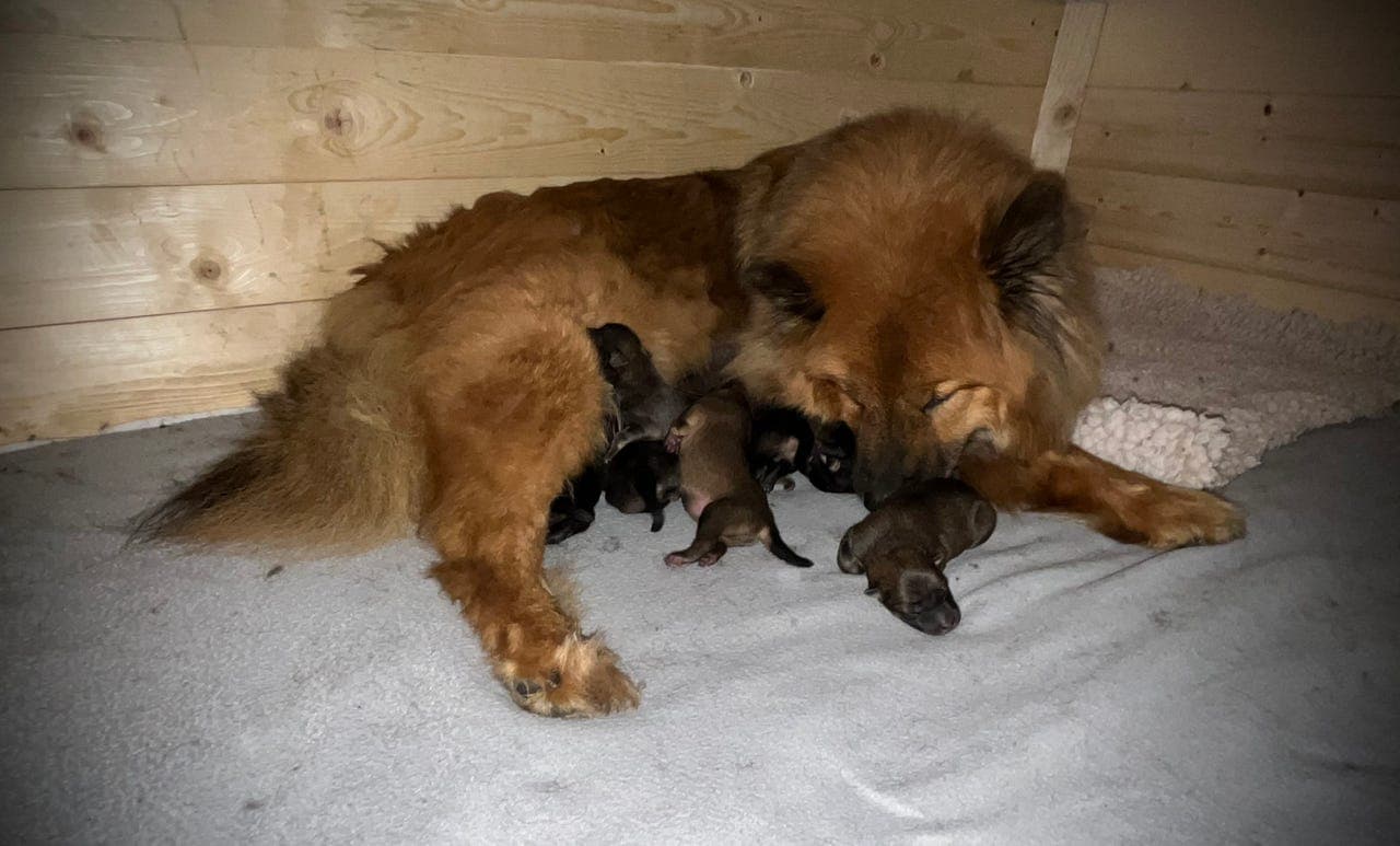 Eurasier