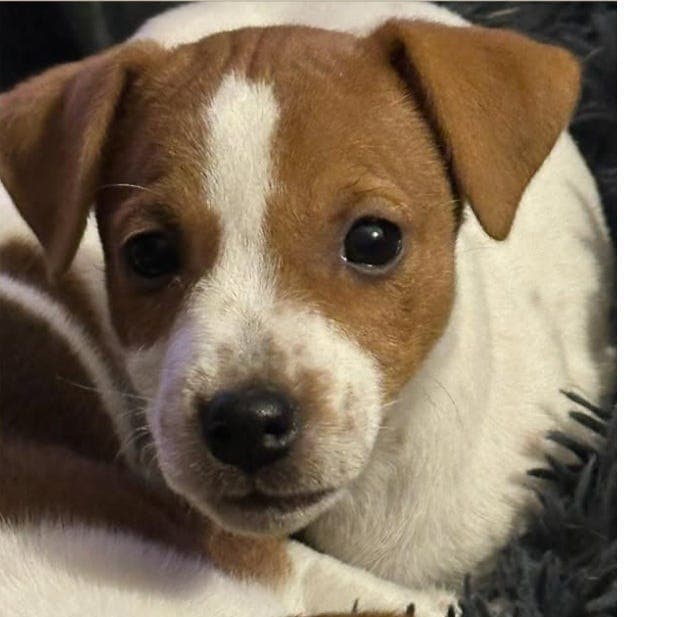 Nydelig Jack Russell Terrier valper