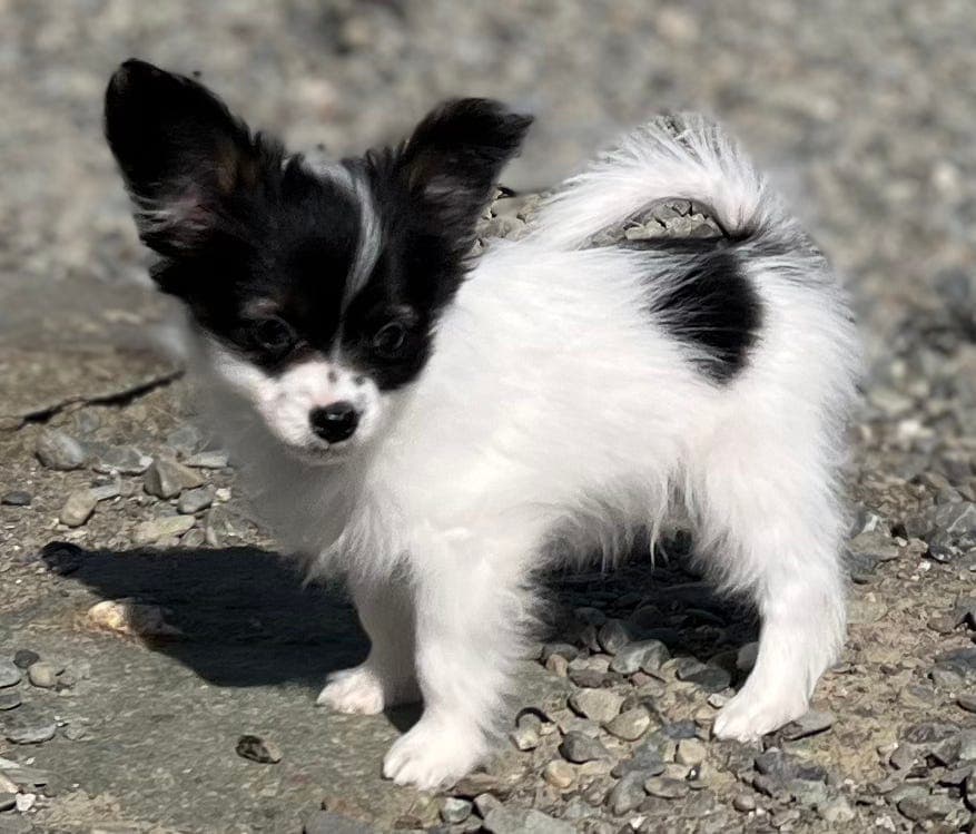 Papillon valper